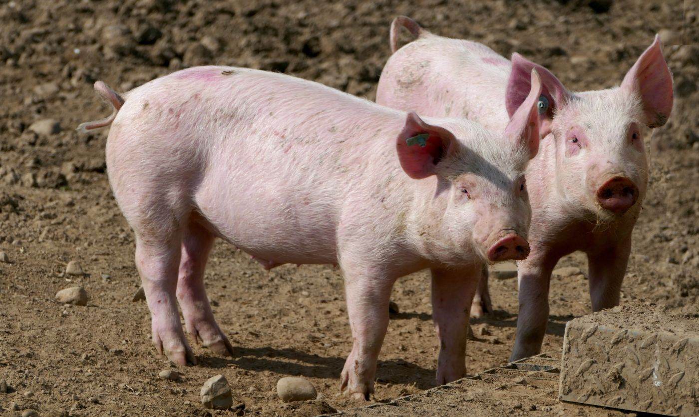 Preşedintele a promulgat legile privind ajutorul pentru crescătorii de porci şi vite